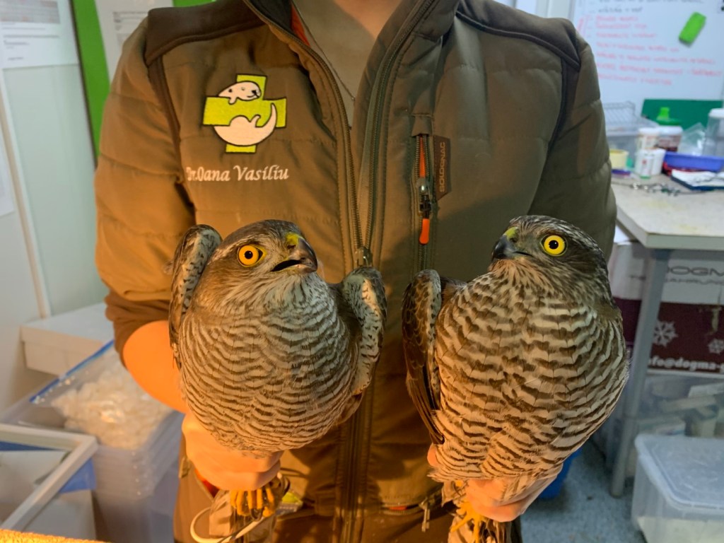 Cum a inspirat moartea tragică a unui medic veterinar fondarea unei asociații | Visul Luanei, realitatea necesară pentru animalele&nbsp;rănite