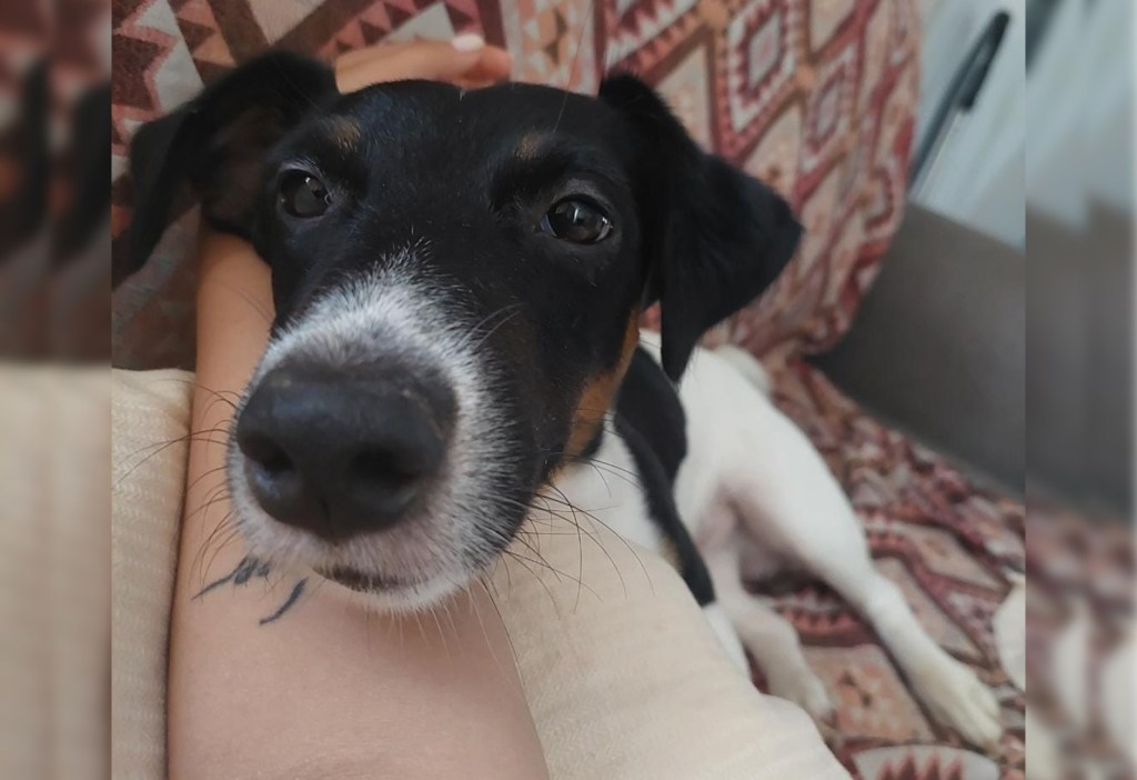 Când magia sărbătorilor se transformă în coșmarul sărbătorilor. Impactul pocnitorilor asupra animalelor de&nbsp;companie